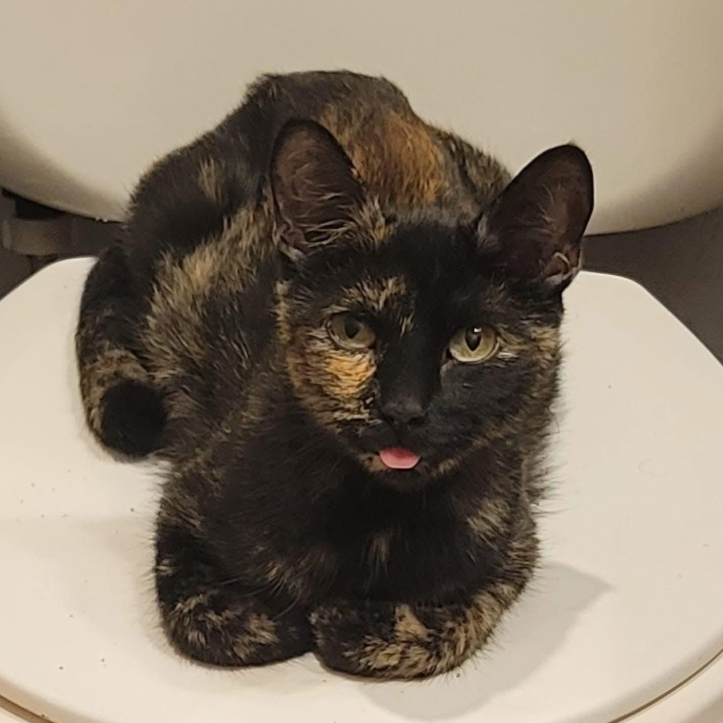 Roxie, a Adoptable mixed breed in Lemont, IL image 3/3