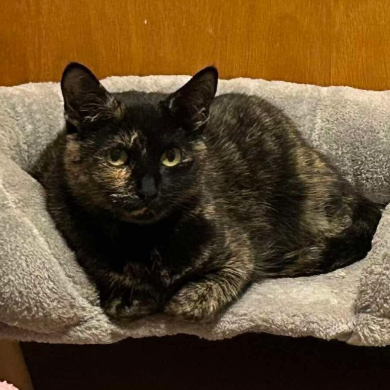 Roxie, Adoptable, Young Female Domestic Short Hair & Tortoiseshell.