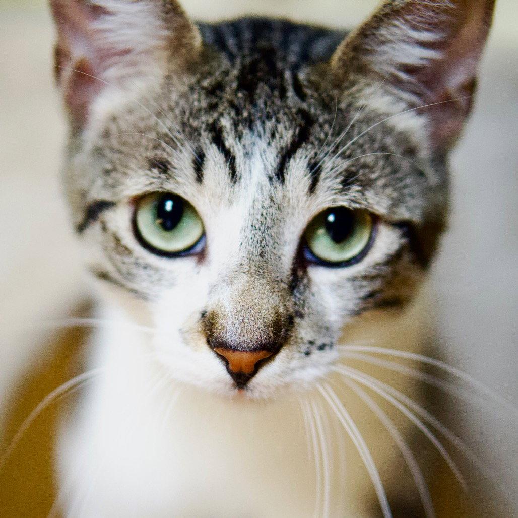 Mint, Adoptable, Young Male Domestic Short Hair & Tabby.