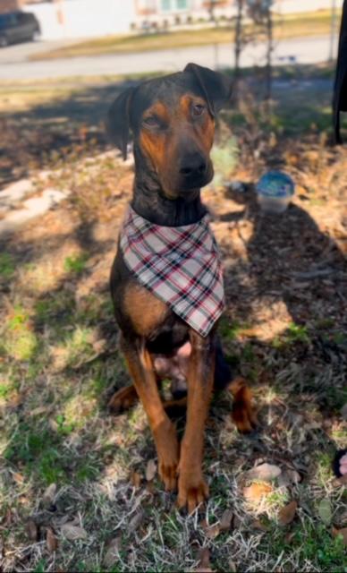 Romeo, an adopted mixed breed in Houston, TX image 2/5