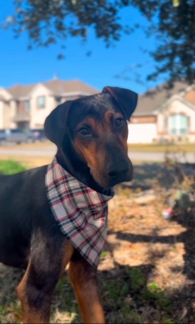 Romeo, an adopted mixed breed in Houston, TX image 1/5