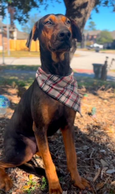 Romeo, an adopted mixed breed in Houston, TX image 4/5