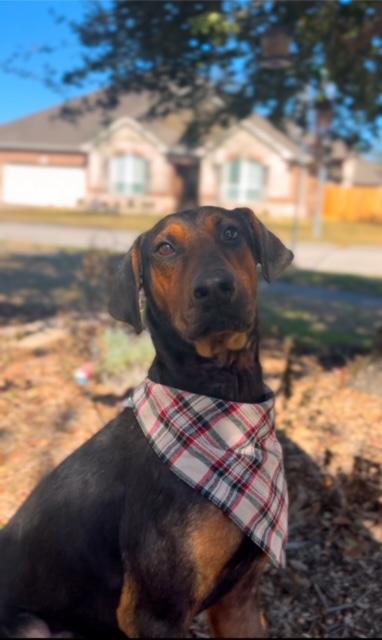 Romeo, an adopted mixed breed in Houston, TX image 5/5