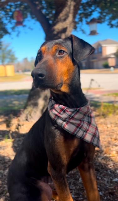 Romeo, an adopted mixed breed in Houston, TX image 3/5