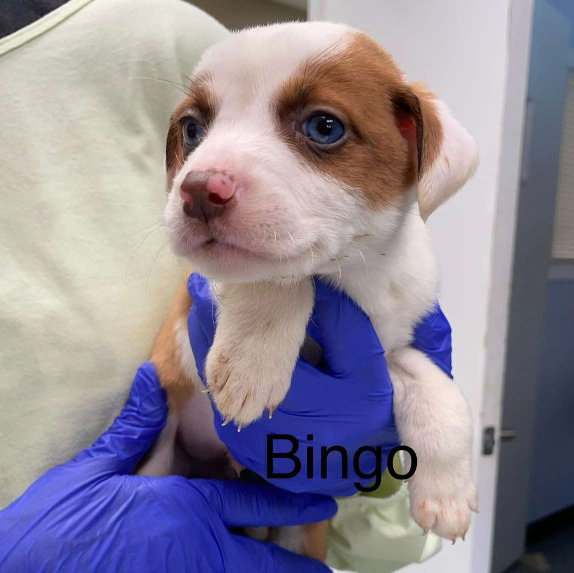 Bingo, ADOPTABLE, Puppy Male Australian Shepherd.