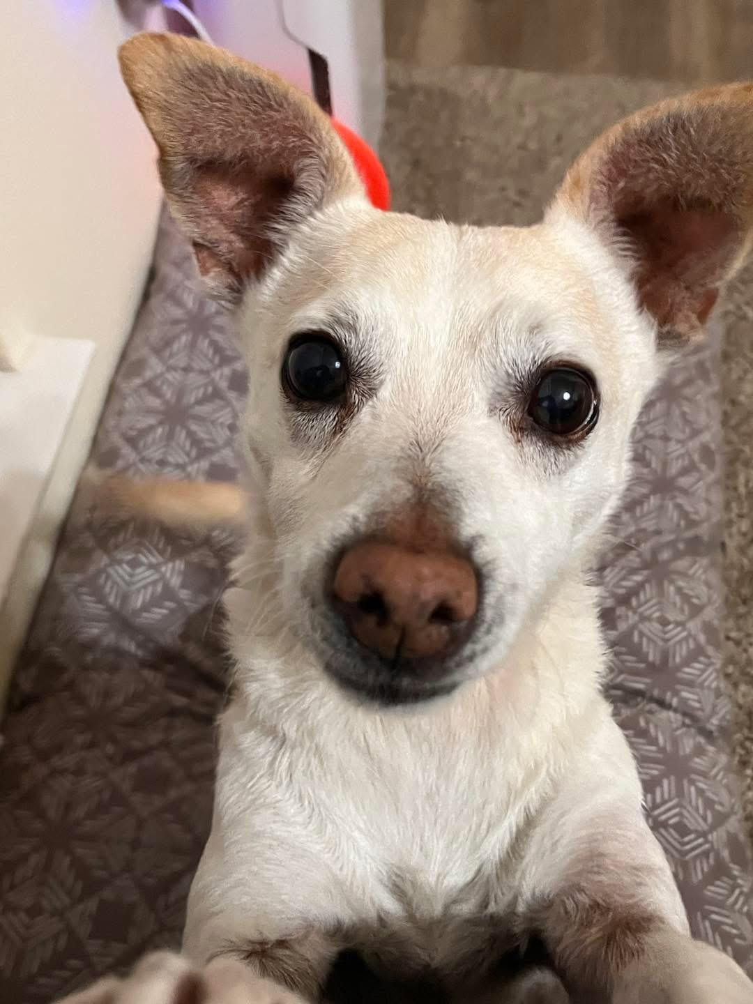 Cowboy, Adoptable, Adult Male Chihuahua.
