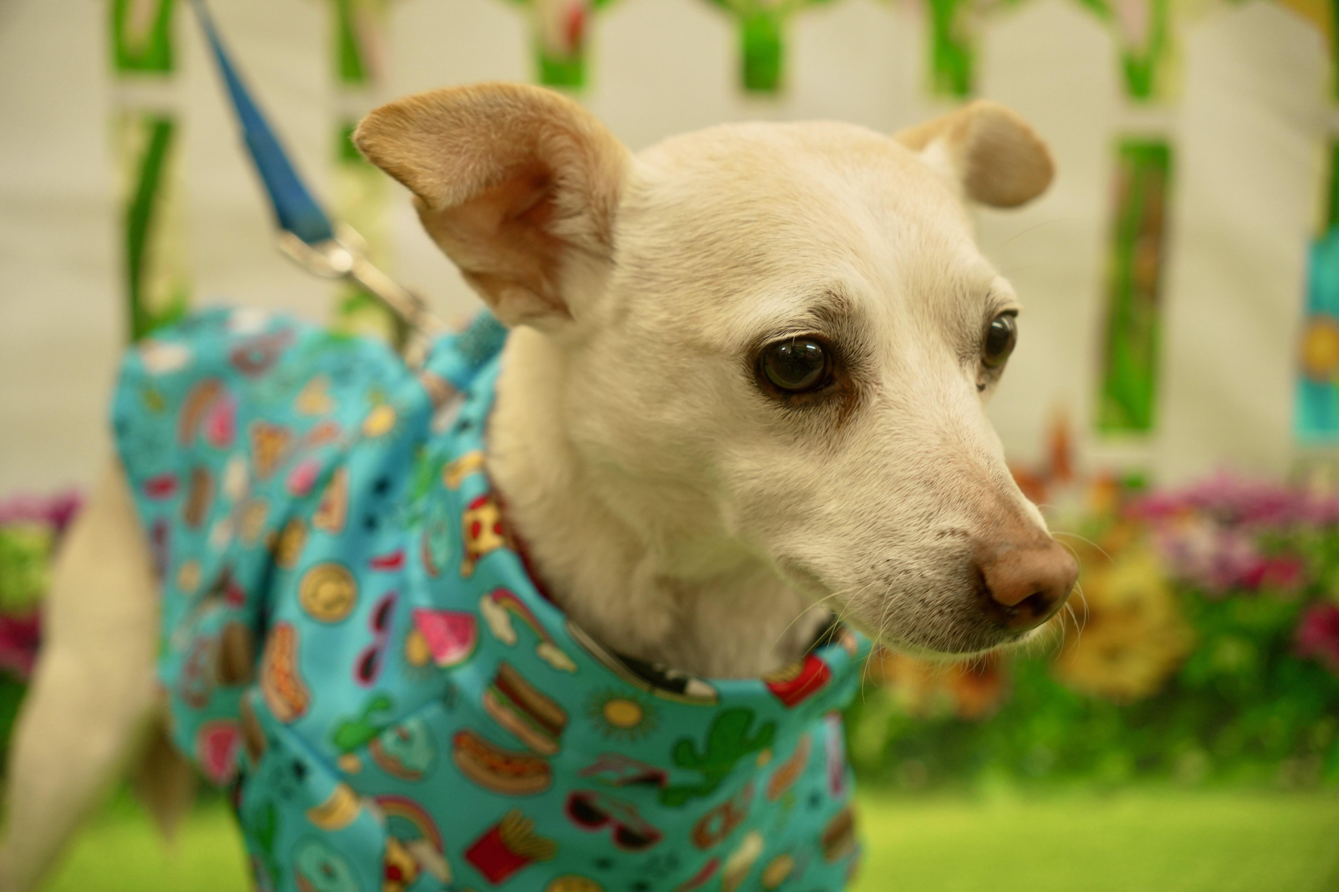 Enlarge Cowboy, a Adoptable mixed breed in Benbrook, TX image 2/3