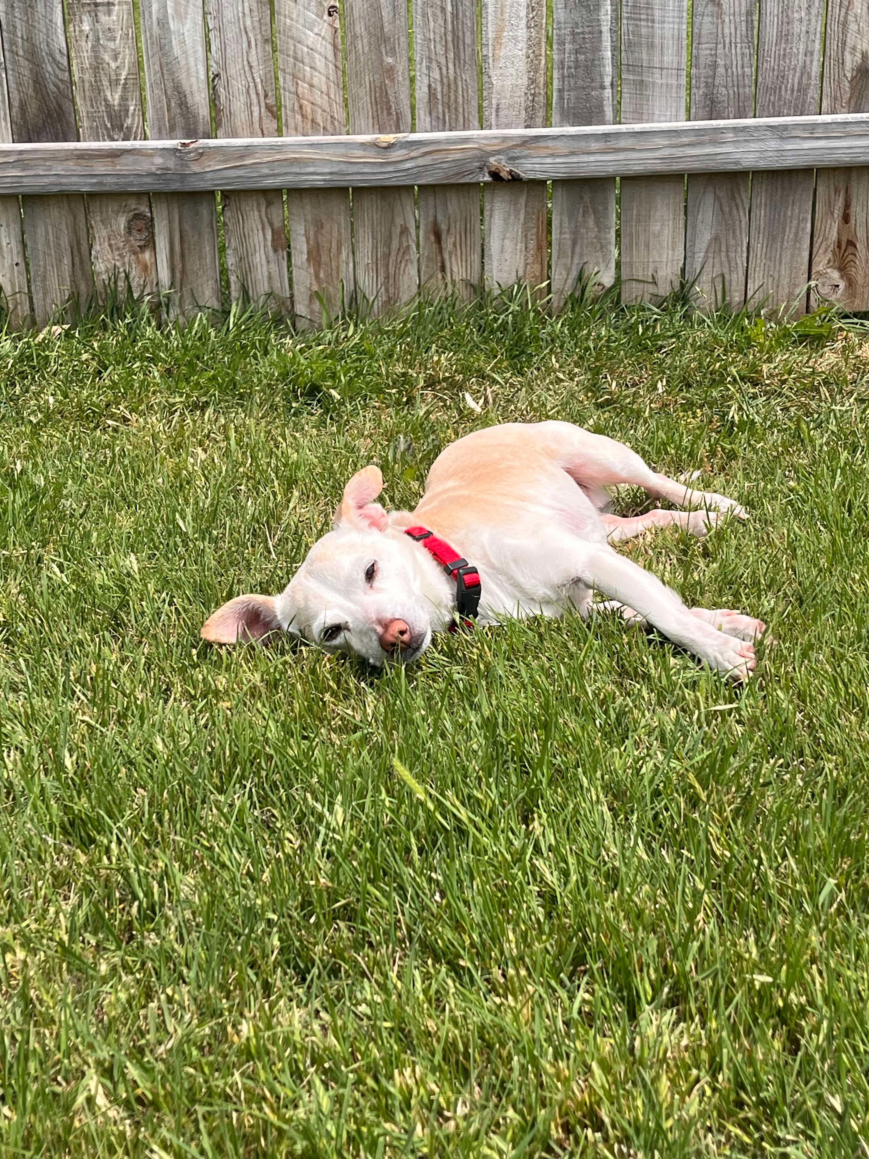 Enlarge Cowboy, a Adoptable mixed breed in Benbrook, TX image 3/3