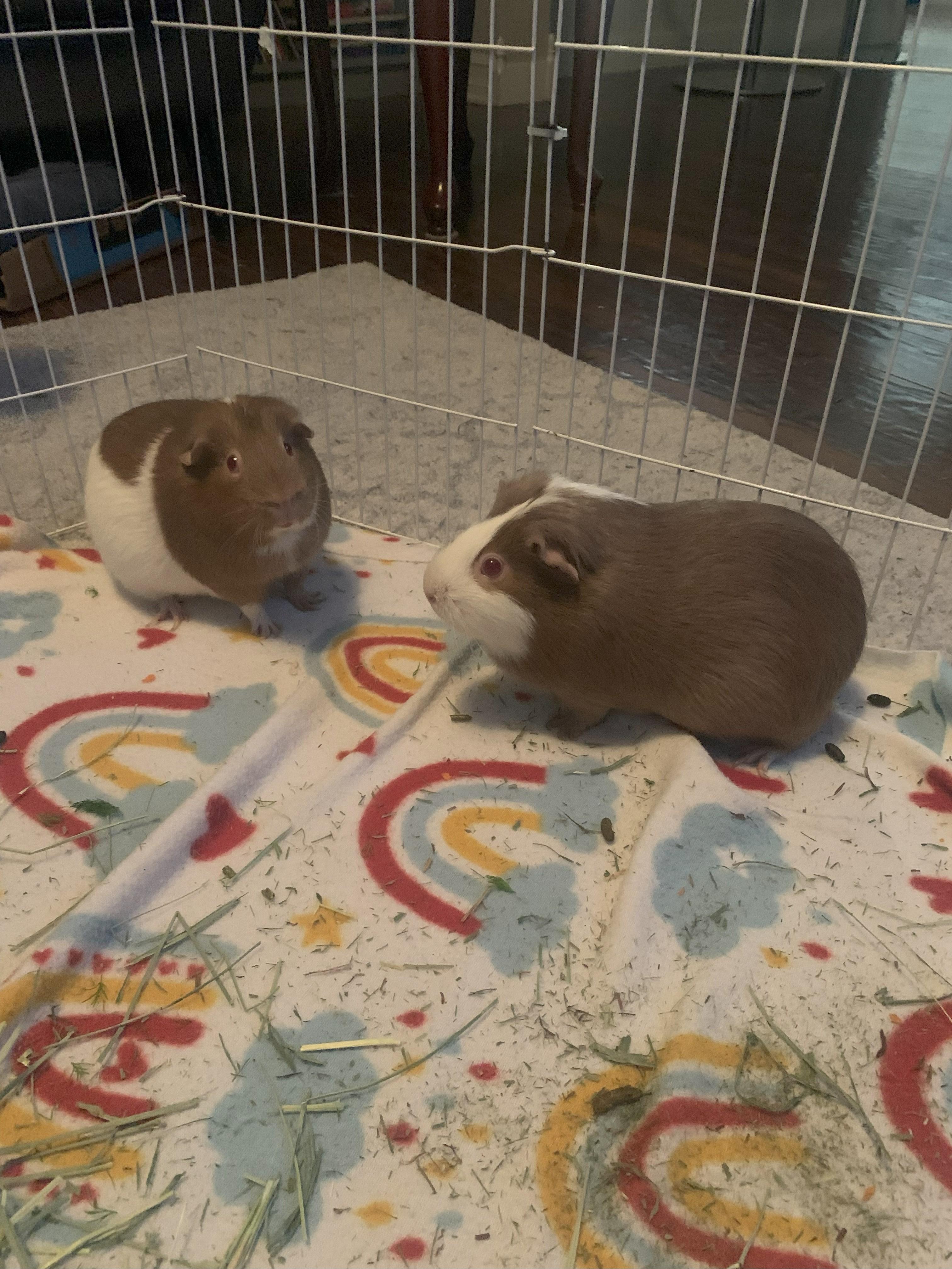 Claire & Olive, a Adopted Guinea Pig in Winnipeg, MB image 1/2