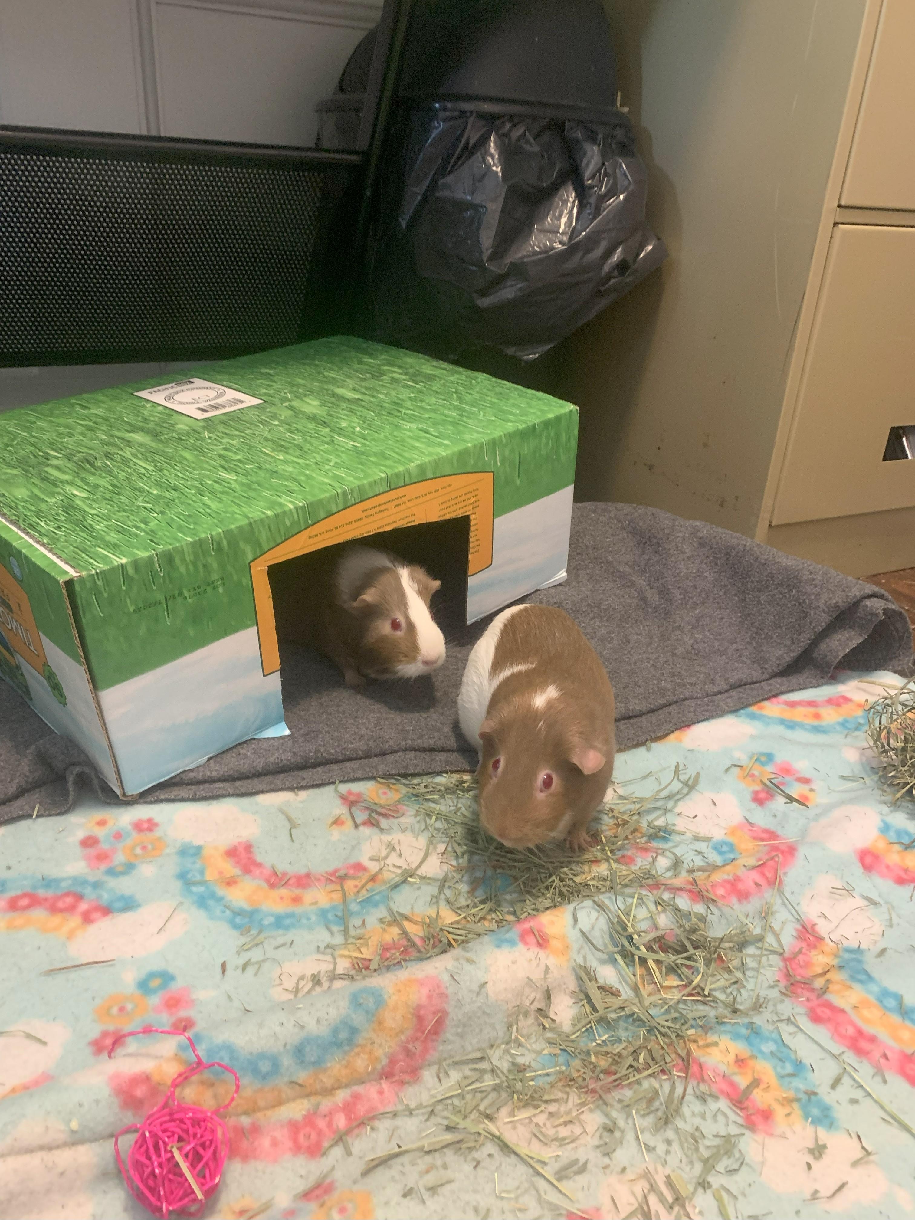 Claire & Olive, Adopted, Adult Female Guinea Pig.