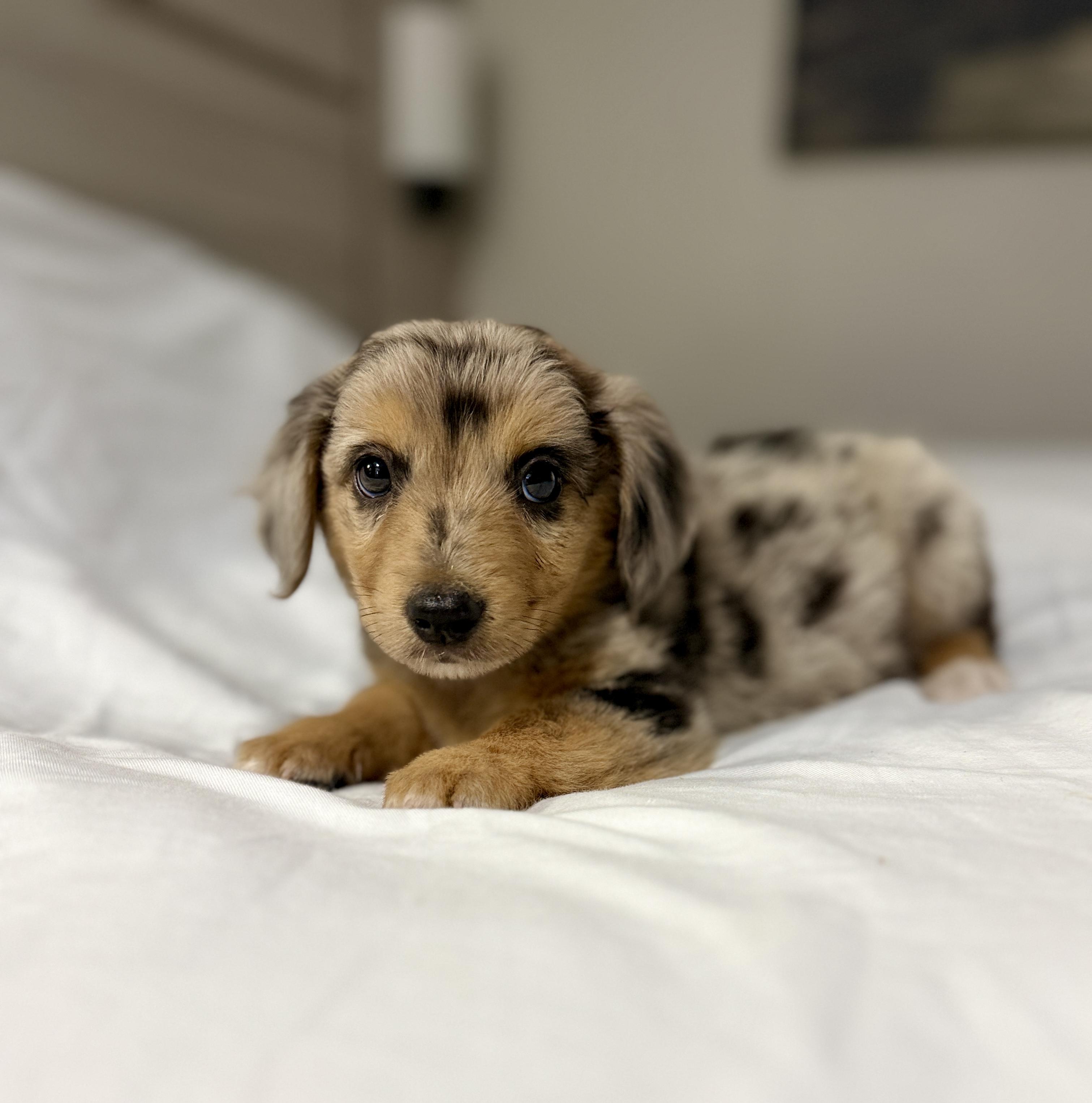 Enlarge Alexander, a ADOPTABLE mixed breed in Hales corners, WI image 2/3