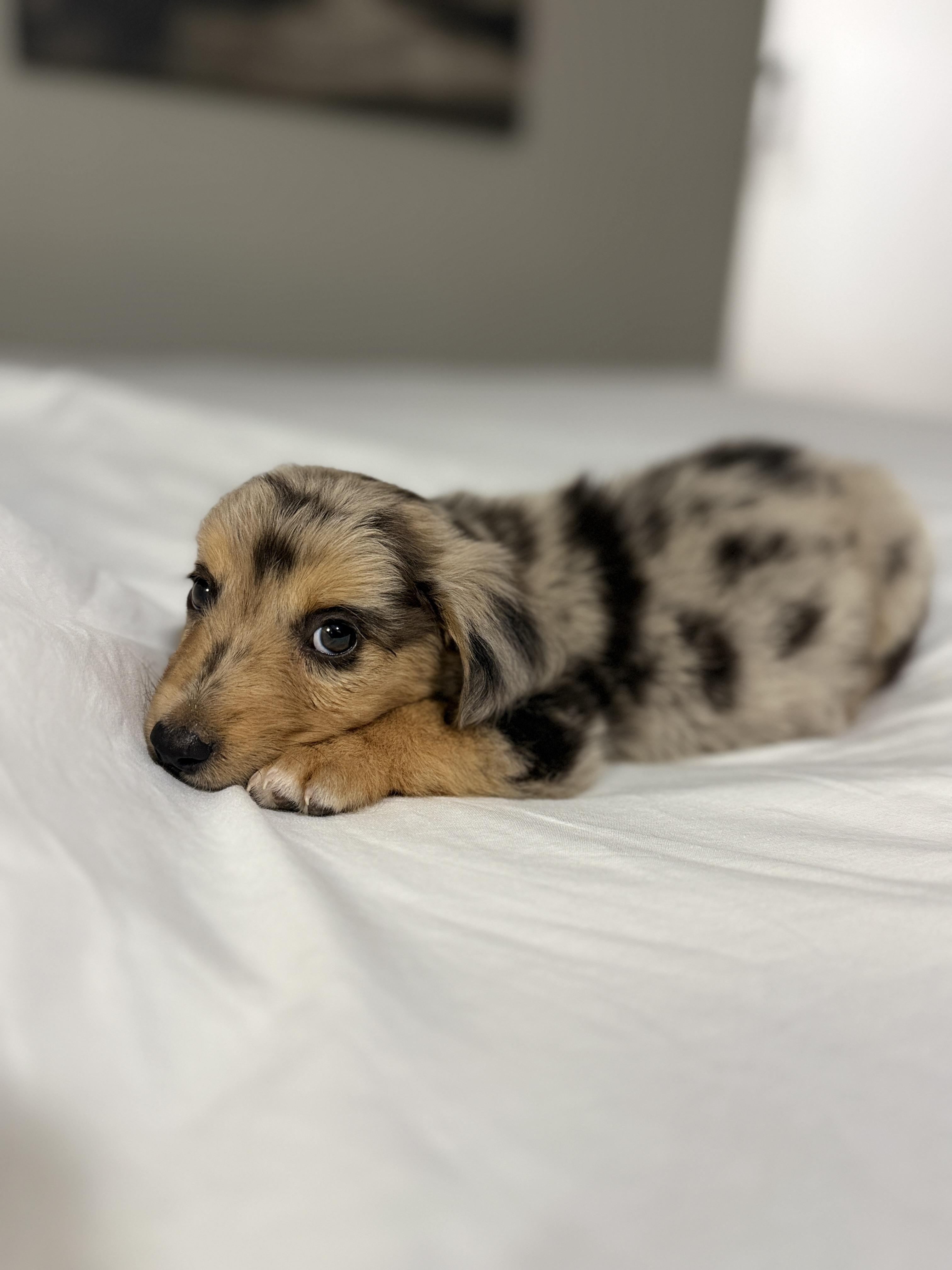 Alexander, ADOPTABLE, Puppy Male Dachshund (Miniature Long Haired) & Australian Shepherd.