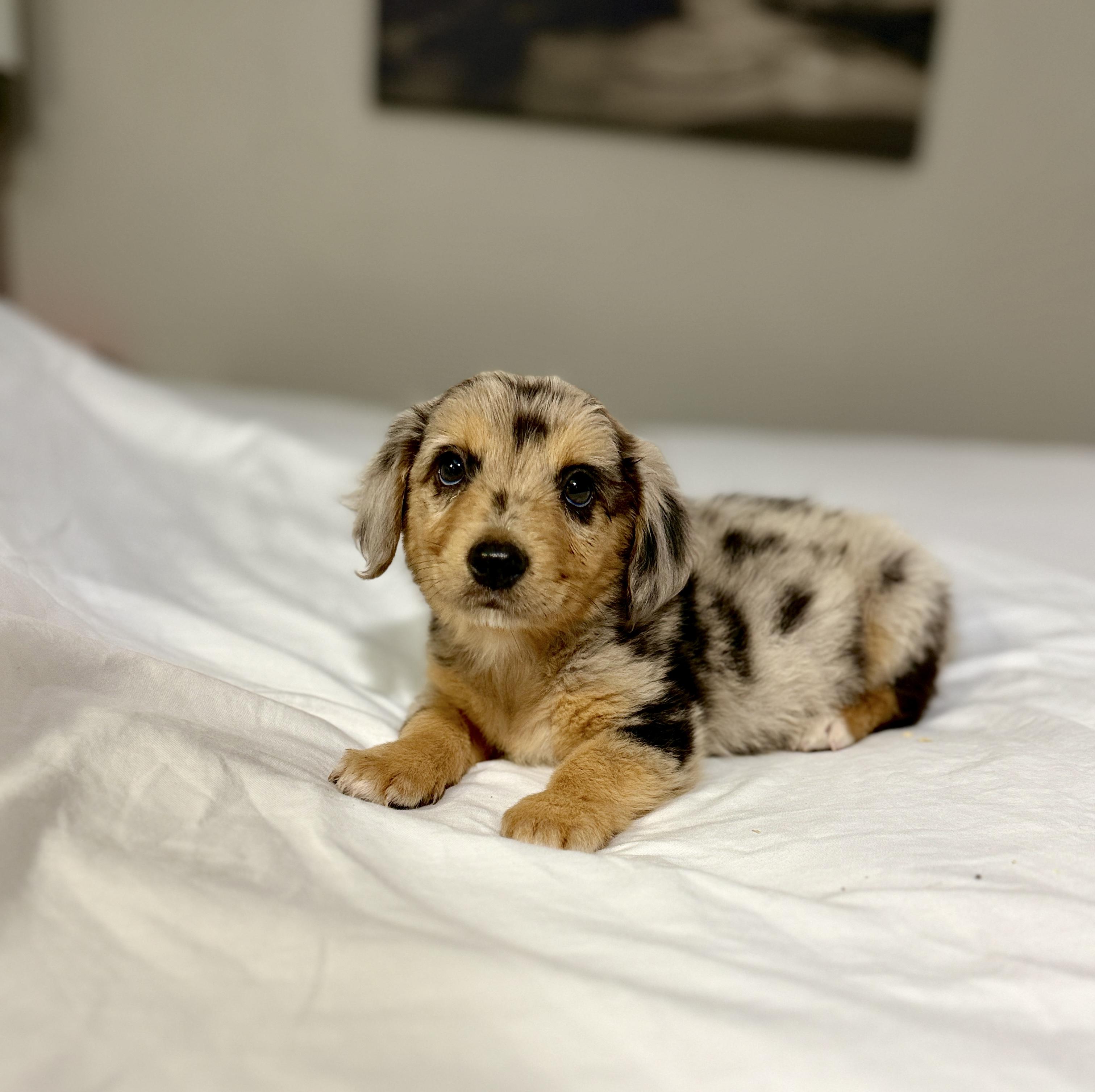 Enlarge Alexander, a ADOPTABLE mixed breed in Hales corners, WI image 3/3