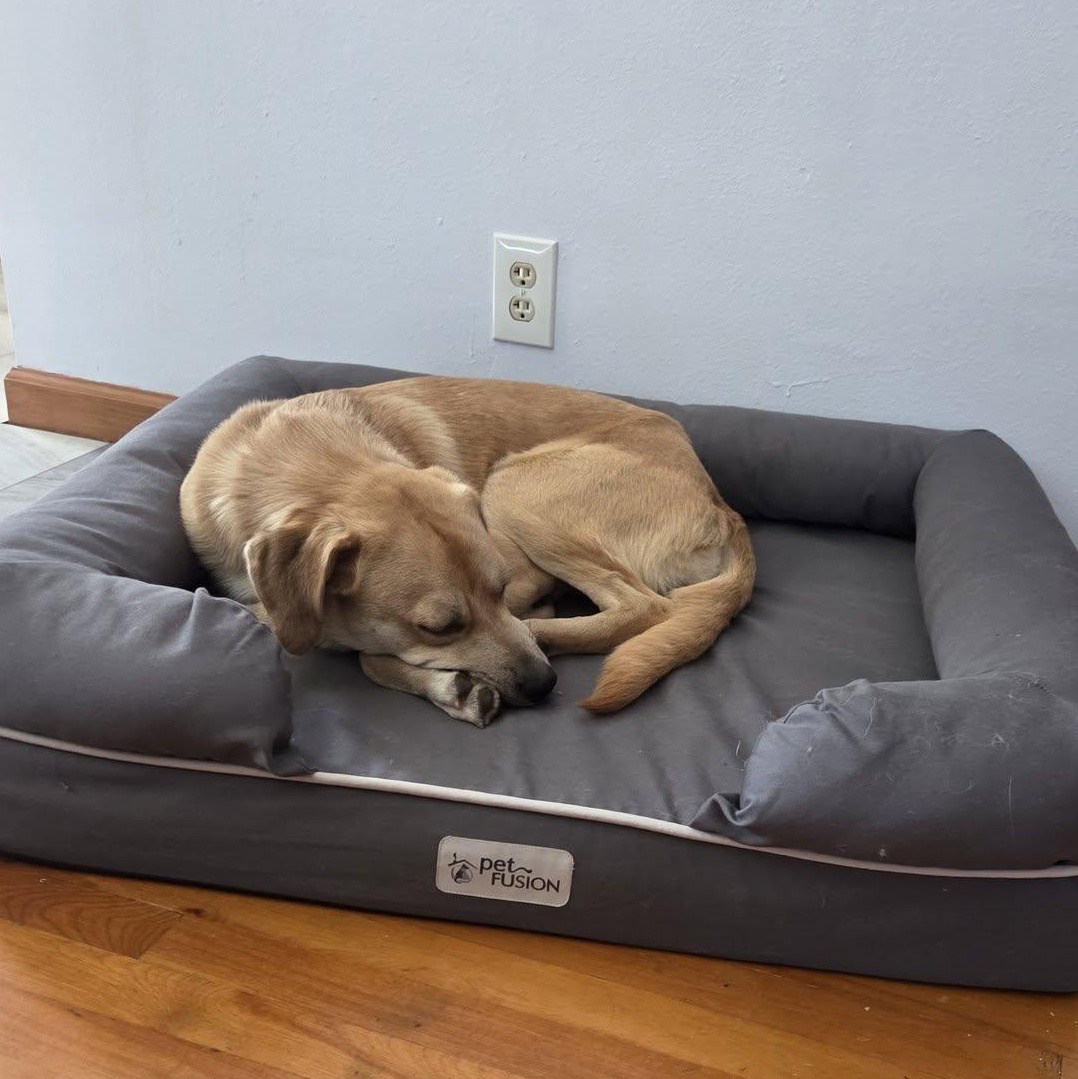 Enlarge Mr. Harp, a Adoptable mixed breed in Racine, WI image 3/3