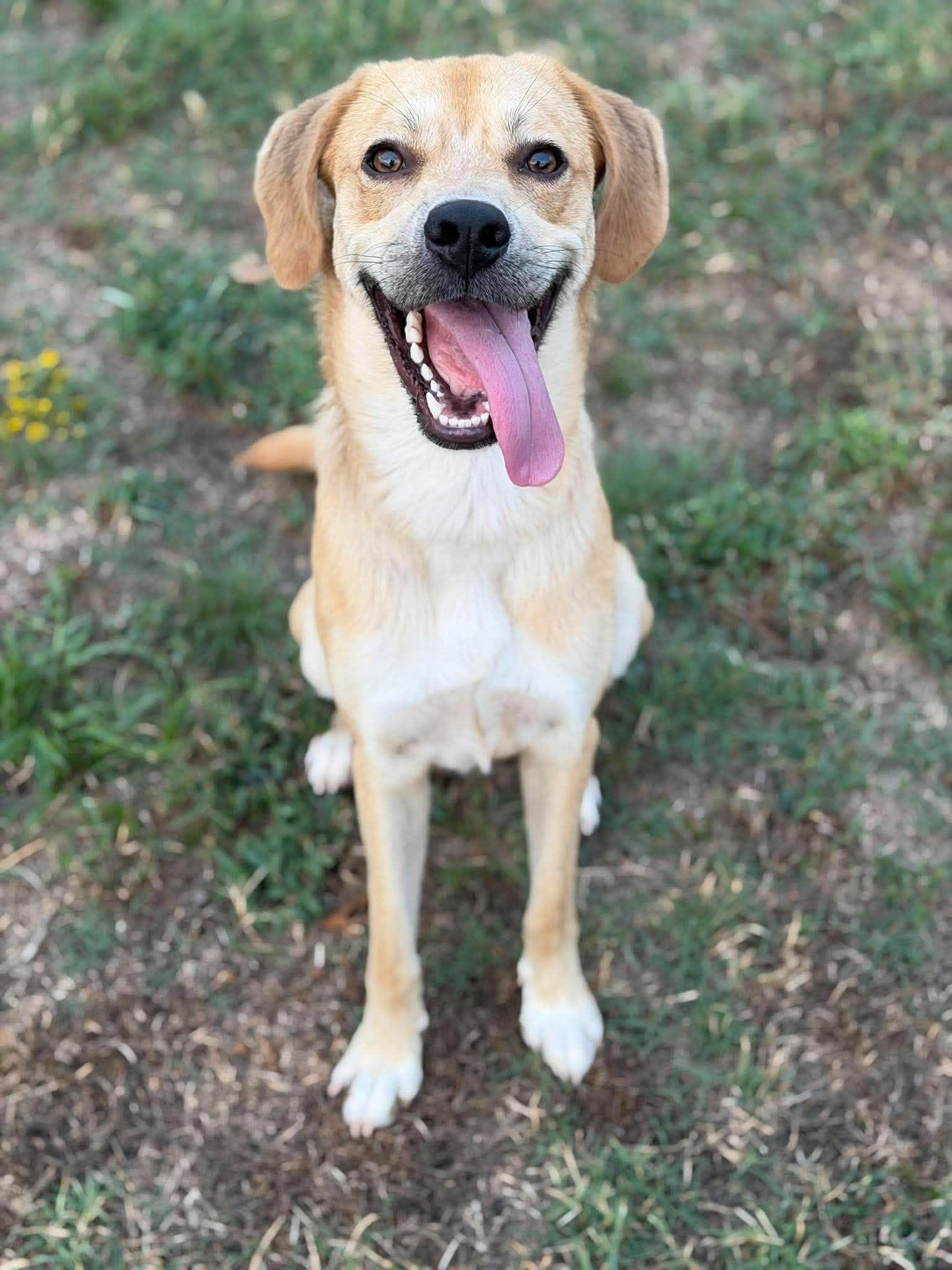 Mr. Harp, Adoptable, Adult Male Retriever & Hound.