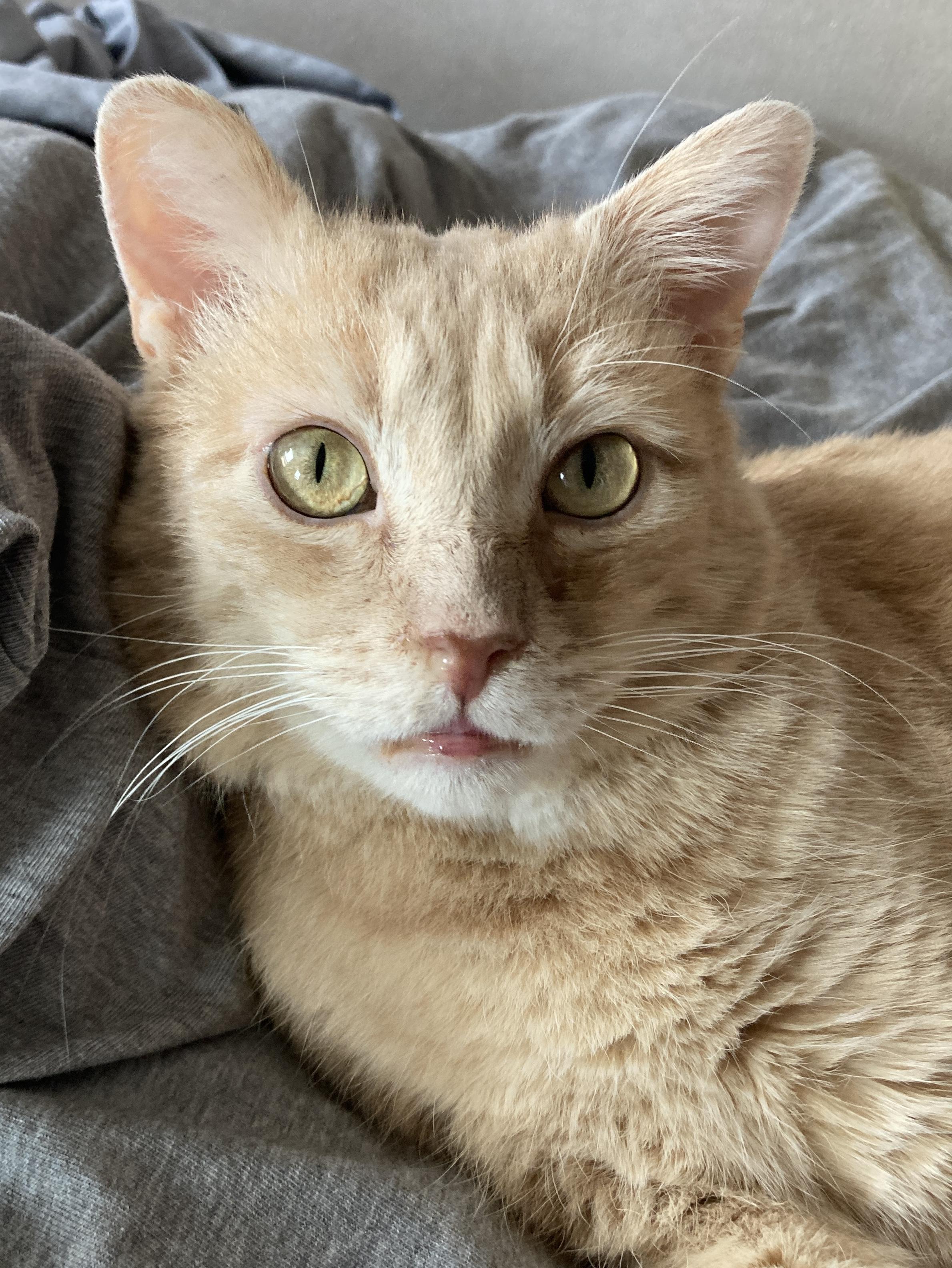 Darryl, a Adoptable mixed breed in Glenmont, NY image 5/5