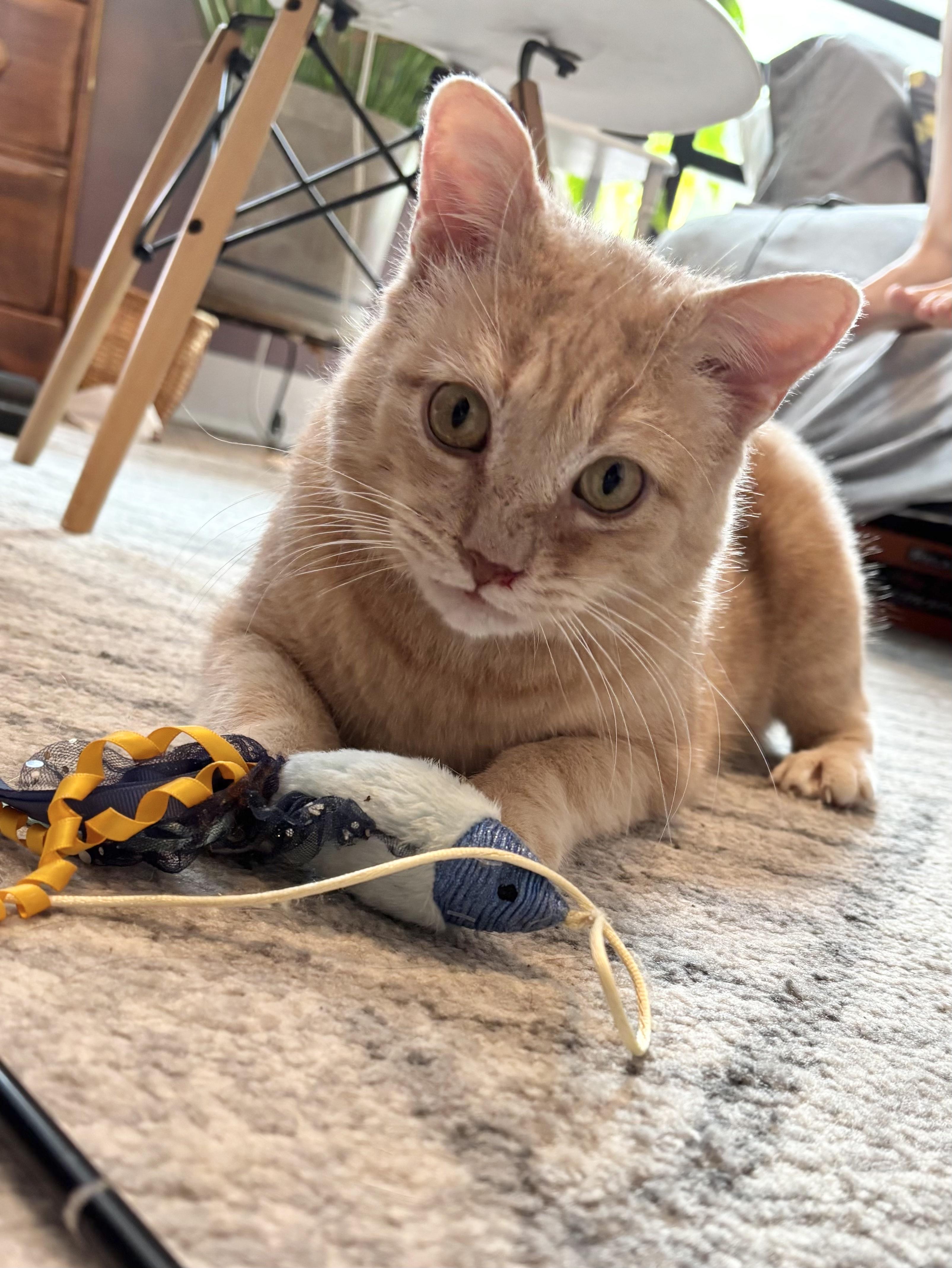 Darryl, a Adoptable mixed breed in Glenmont, NY image 3/5