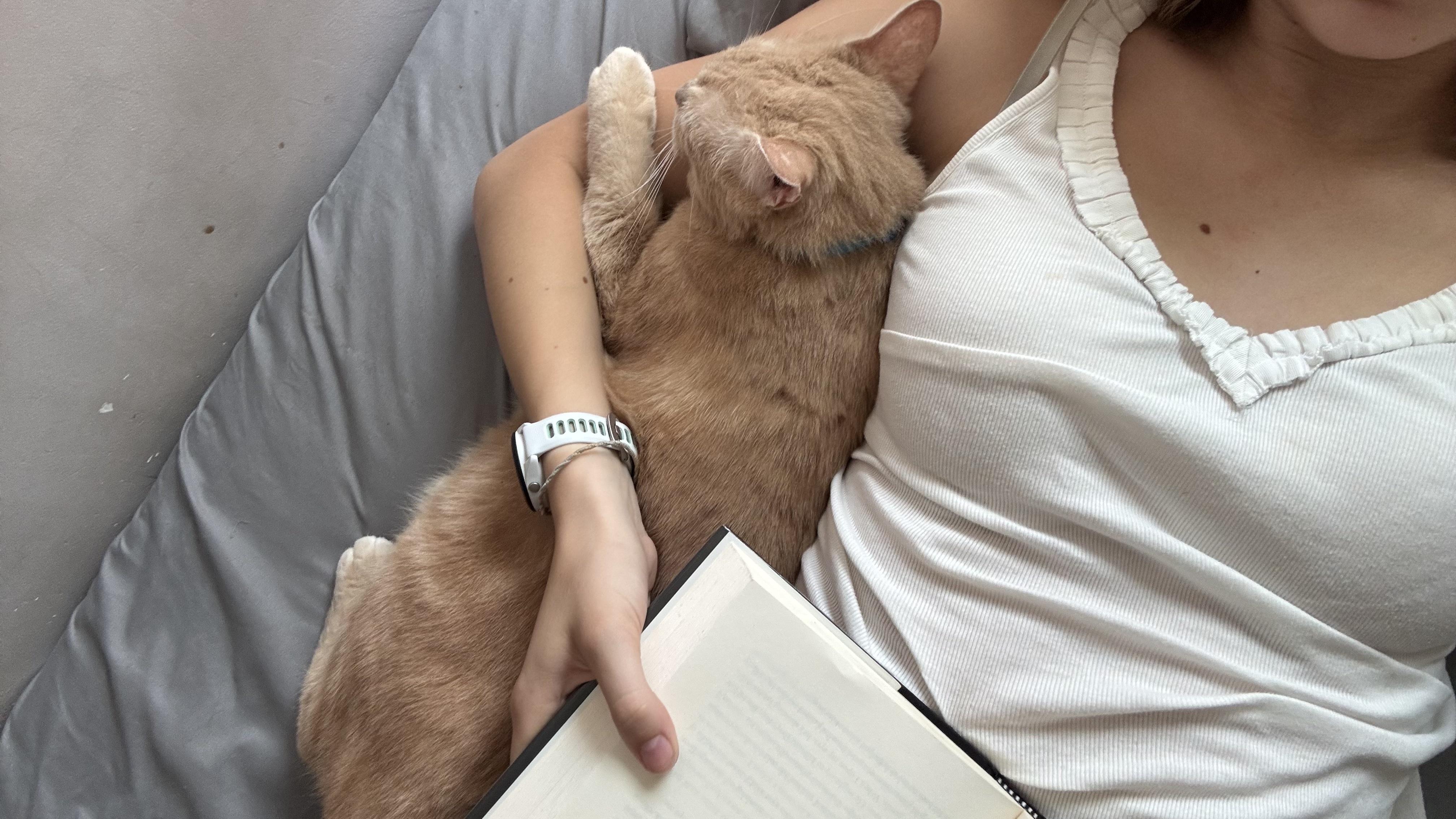 Darryl, a Adoptable mixed breed in Glenmont, NY image 4/5