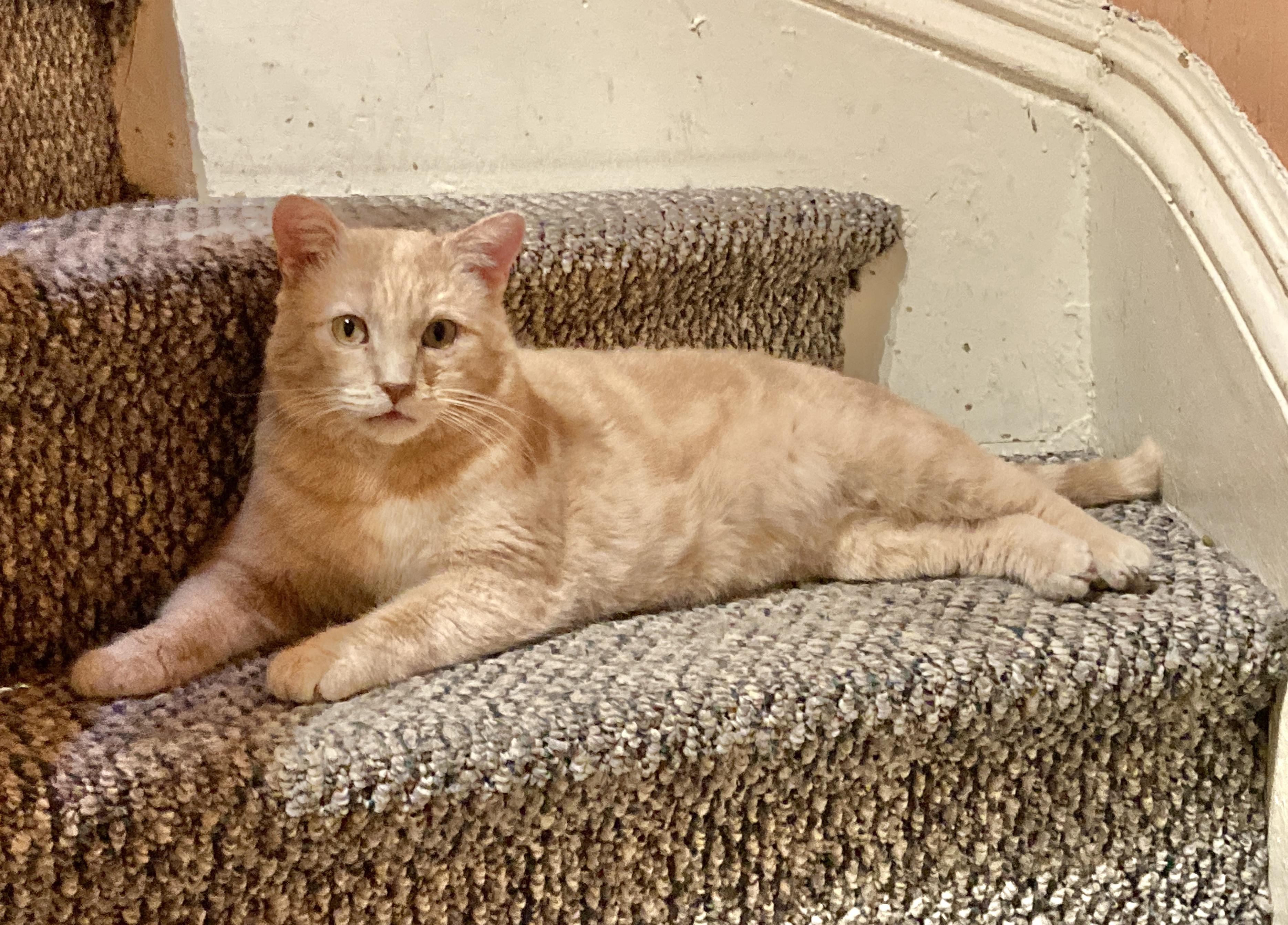 Darryl, Adoptable, Young Male Domestic Short Hair.