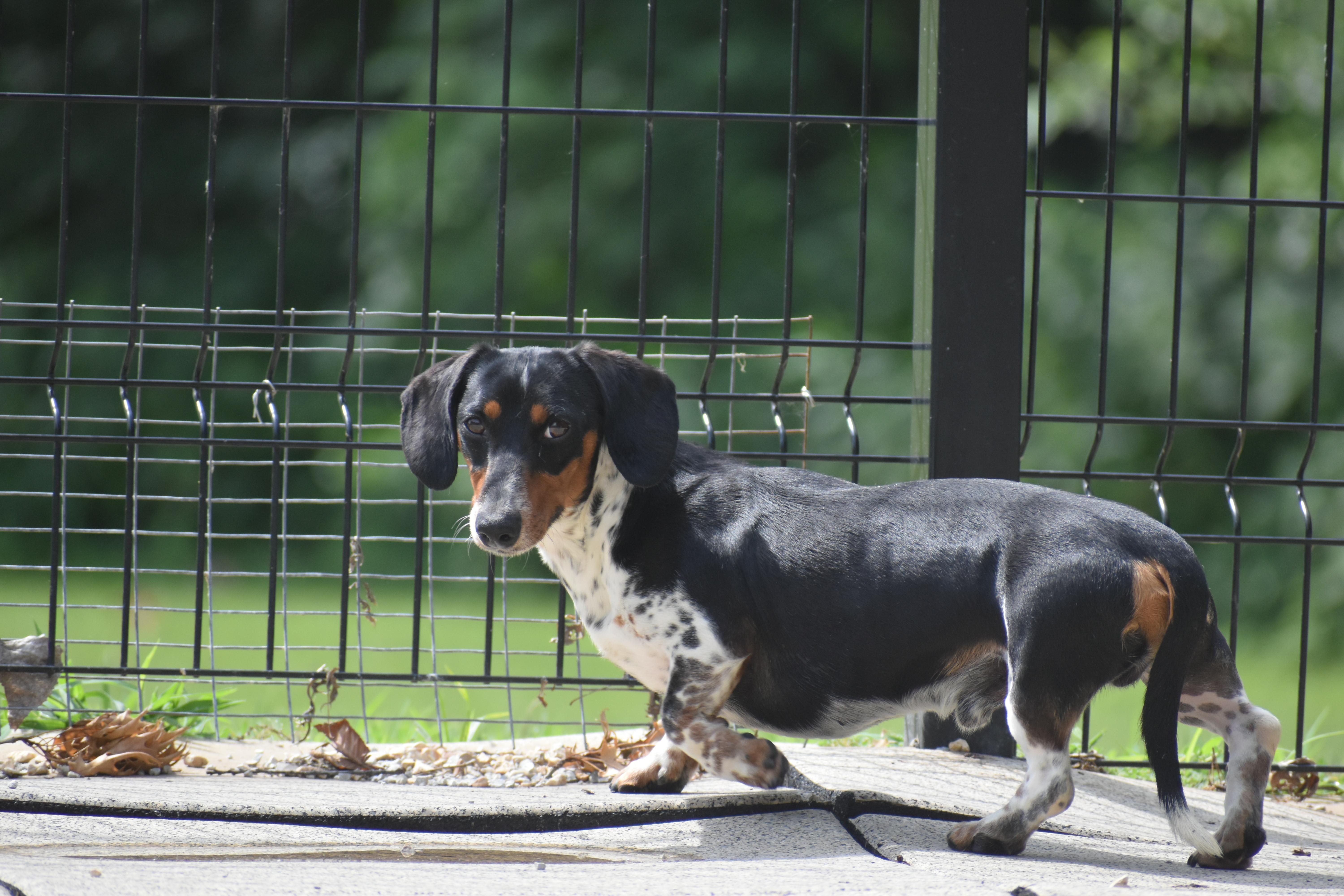 Enlarge Elric, a Adopted Dachshund in Auburn, NE image 2/6
