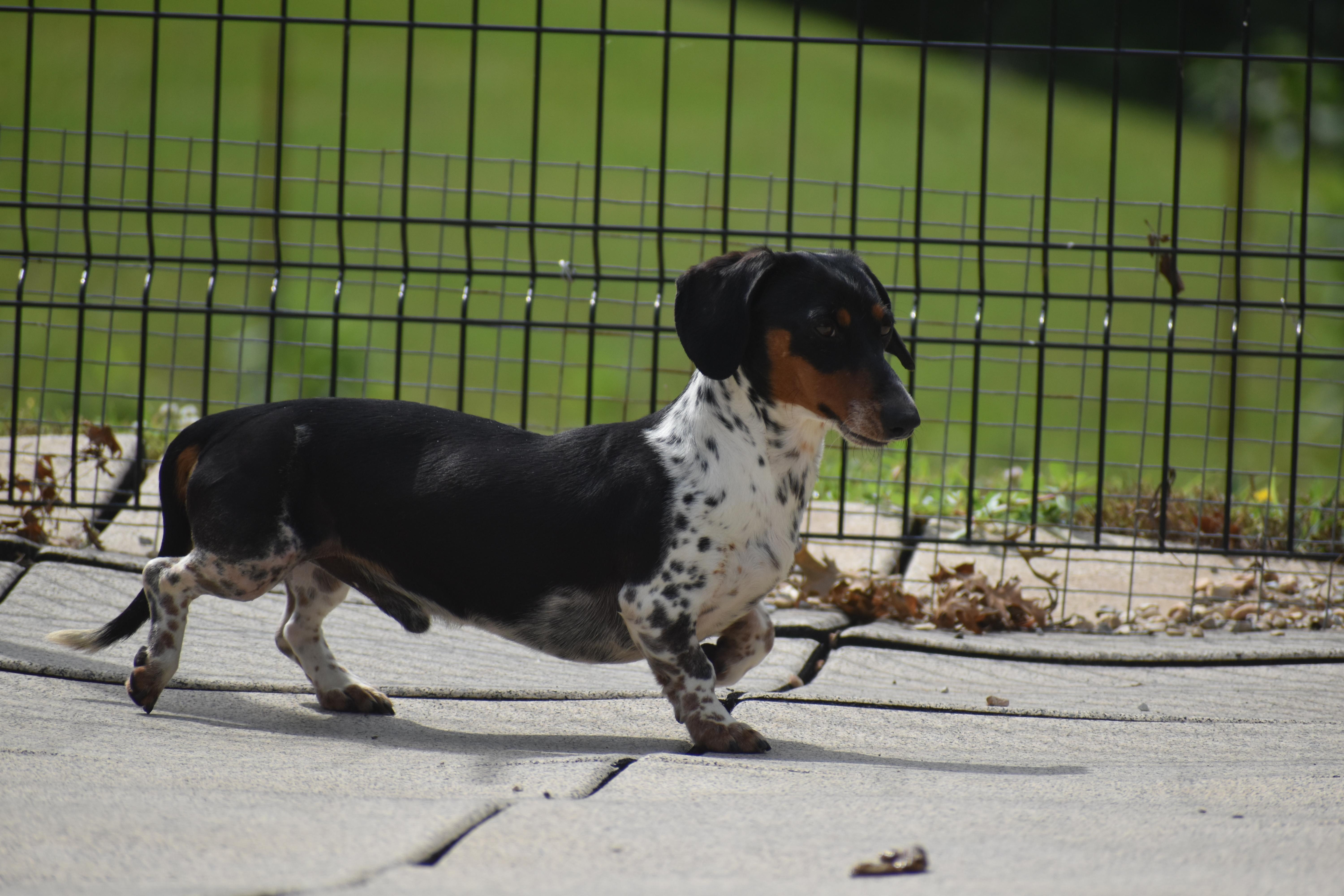 Enlarge Elric, a Adopted Dachshund in Auburn, NE image 6/6