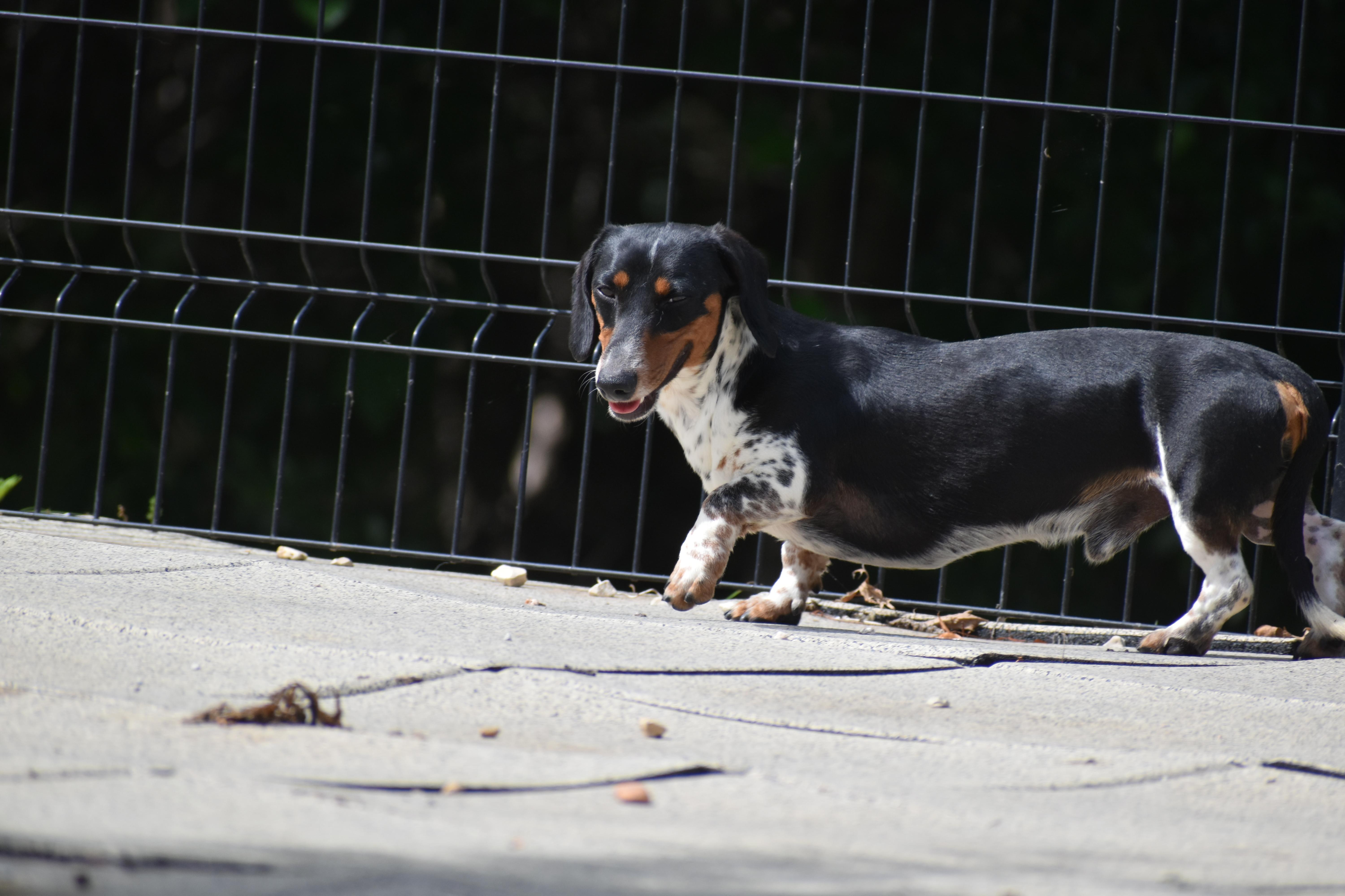 Enlarge Elric, a Adopted Dachshund in Auburn, NE image 4/6
