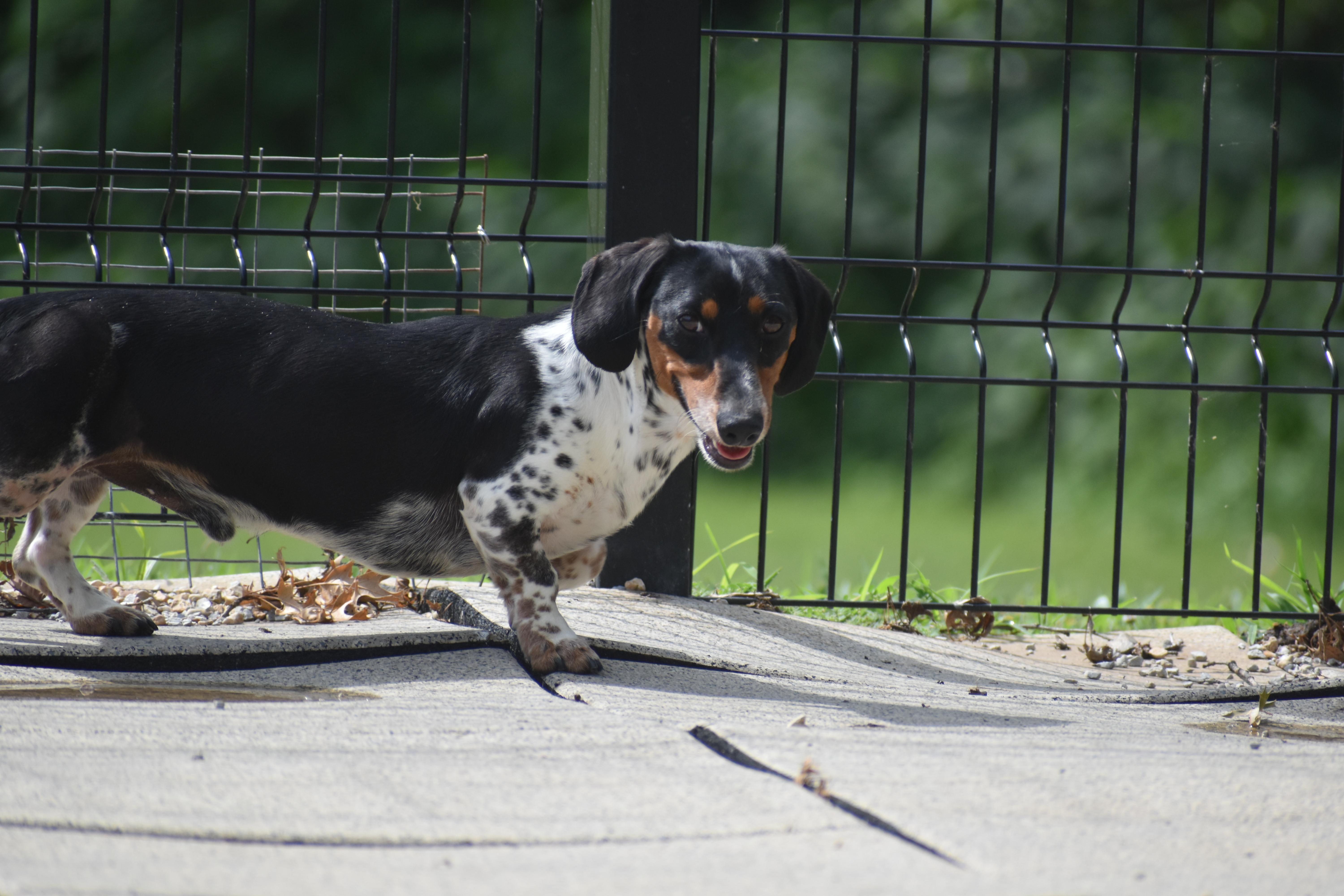 Enlarge Elric, a Adopted Dachshund in Auburn, NE image 3/6