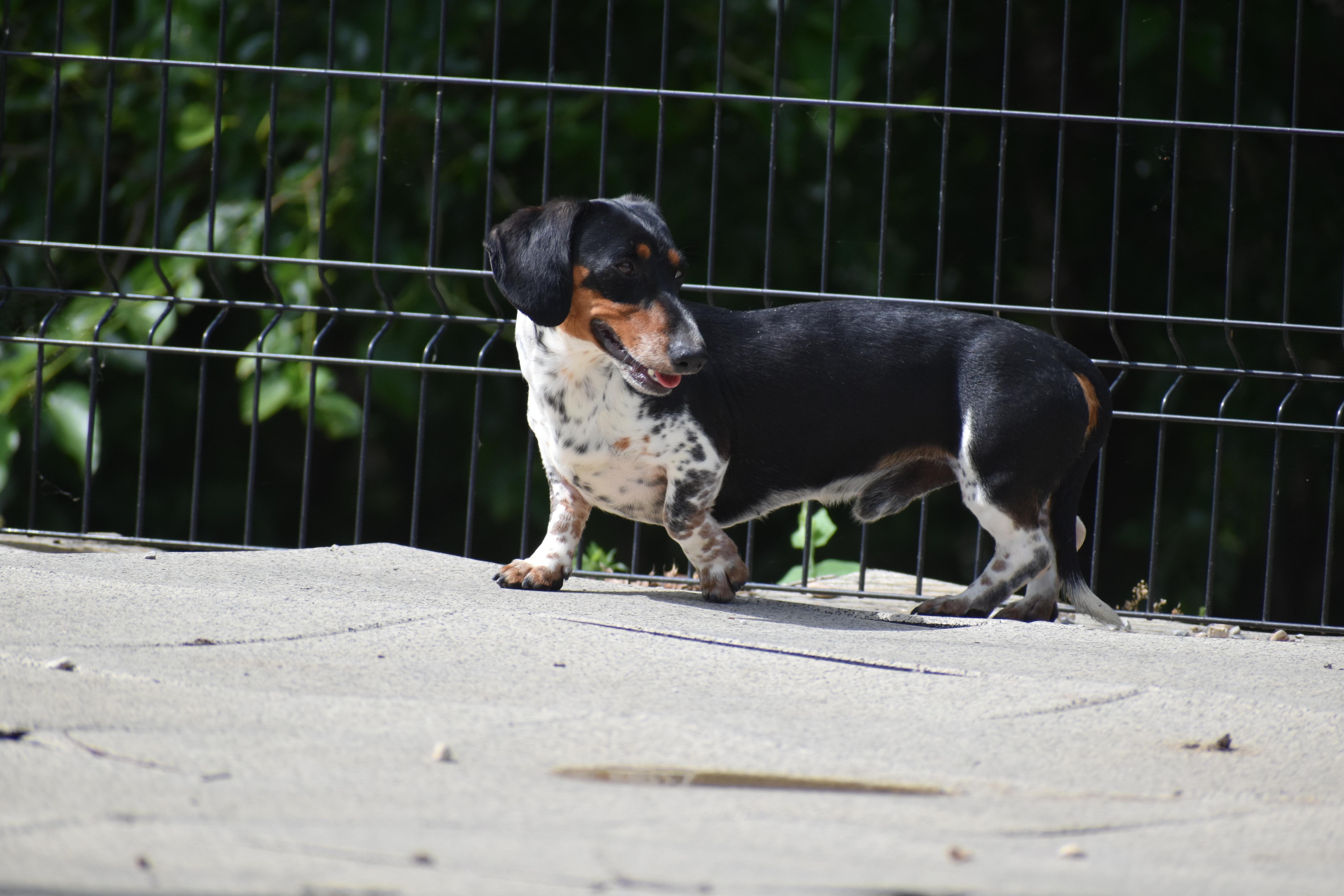 Enlarge Elric, a Adopted Dachshund in Auburn, NE image 5/6