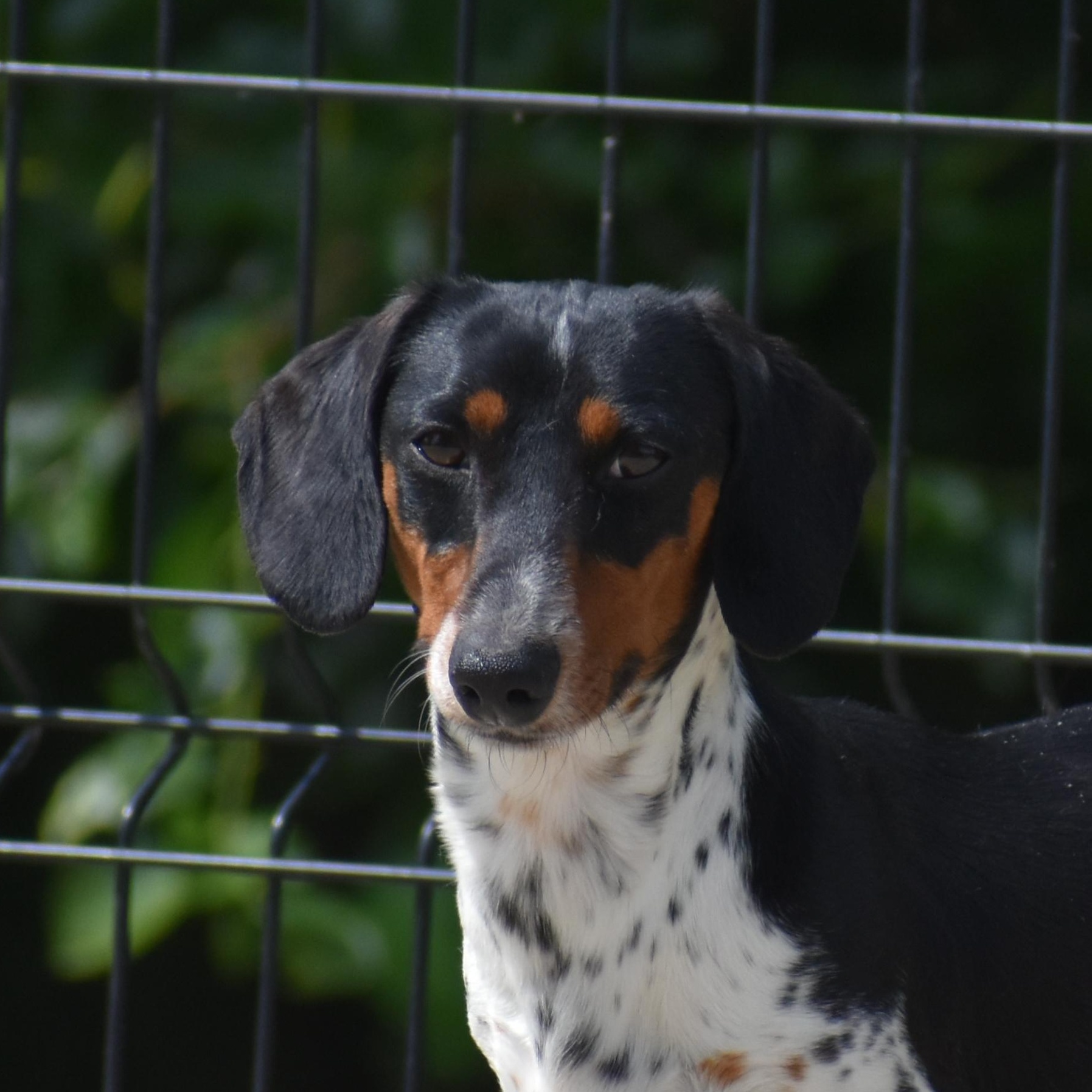 Elric, Adopted, Young Male Dachshund.