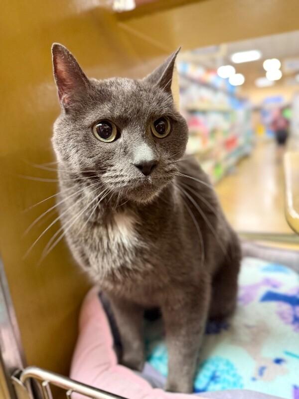 Cheeto, Adoptable, Senior Male Domestic Short Hair.