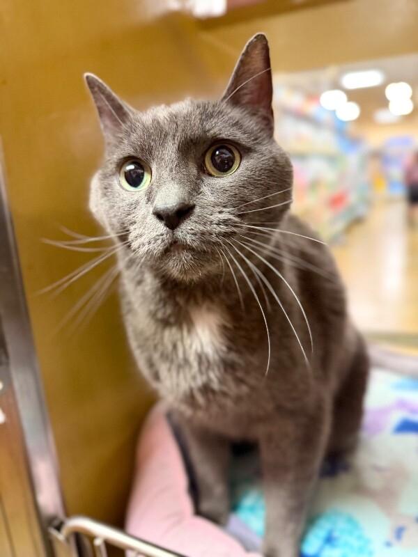 Cheeto, a Adoptable Domestic Short Hair in Fruit Heights, UT image 2/6