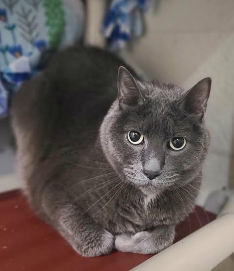 Cheeto, a Adoptable Domestic Short Hair in Fruit Heights, UT image 3/6