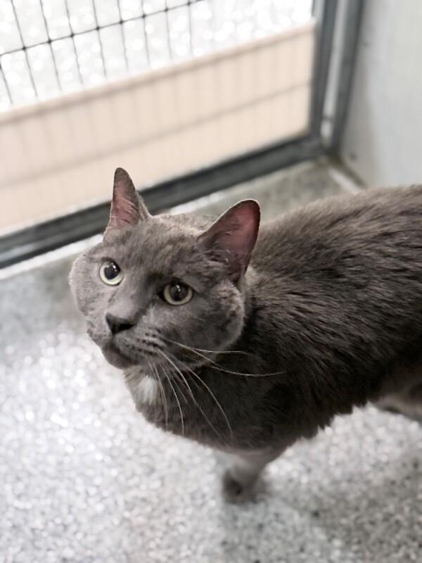 Cheeto, a Adoptable Domestic Short Hair in Fruit Heights, UT image 4/6