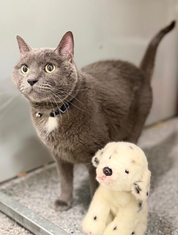 Cheeto, a Adoptable Domestic Short Hair in Fruit Heights, UT image 5/6