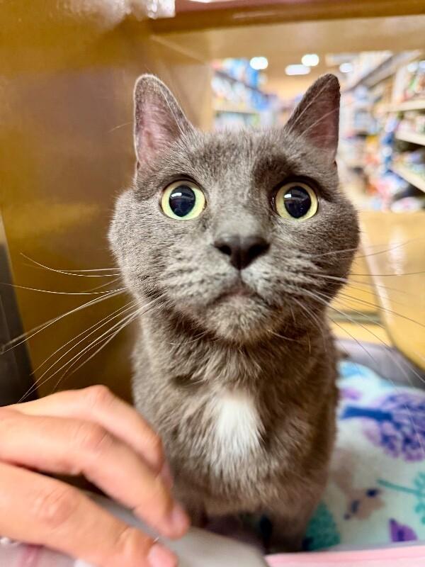 Cheeto, a Adoptable Domestic Short Hair in Fruit Heights, UT image 6/6