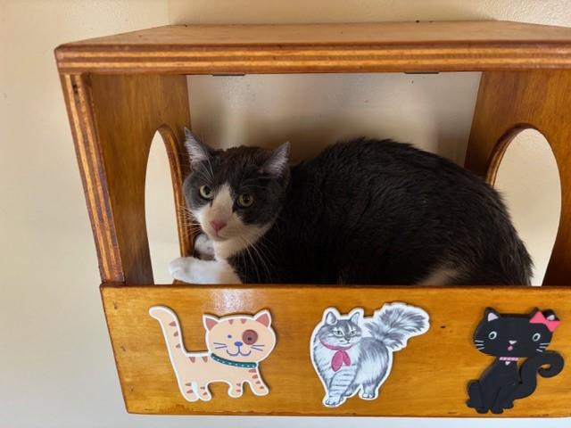 Enlarge Benz (bonded with Mercedes), a ADOPTABLE Domestic Short Hair in Mesa, AZ image 3/4