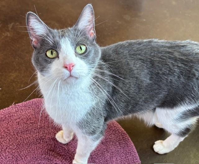 Benz (bonded with Mercedes), ADOPTABLE, Adult Male Domestic Short Hair.