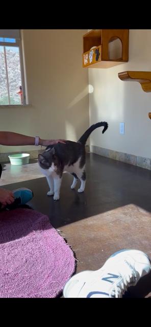 Enlarge Benz (bonded with Mercedes), a ADOPTABLE Domestic Short Hair in Mesa, AZ image 2/4