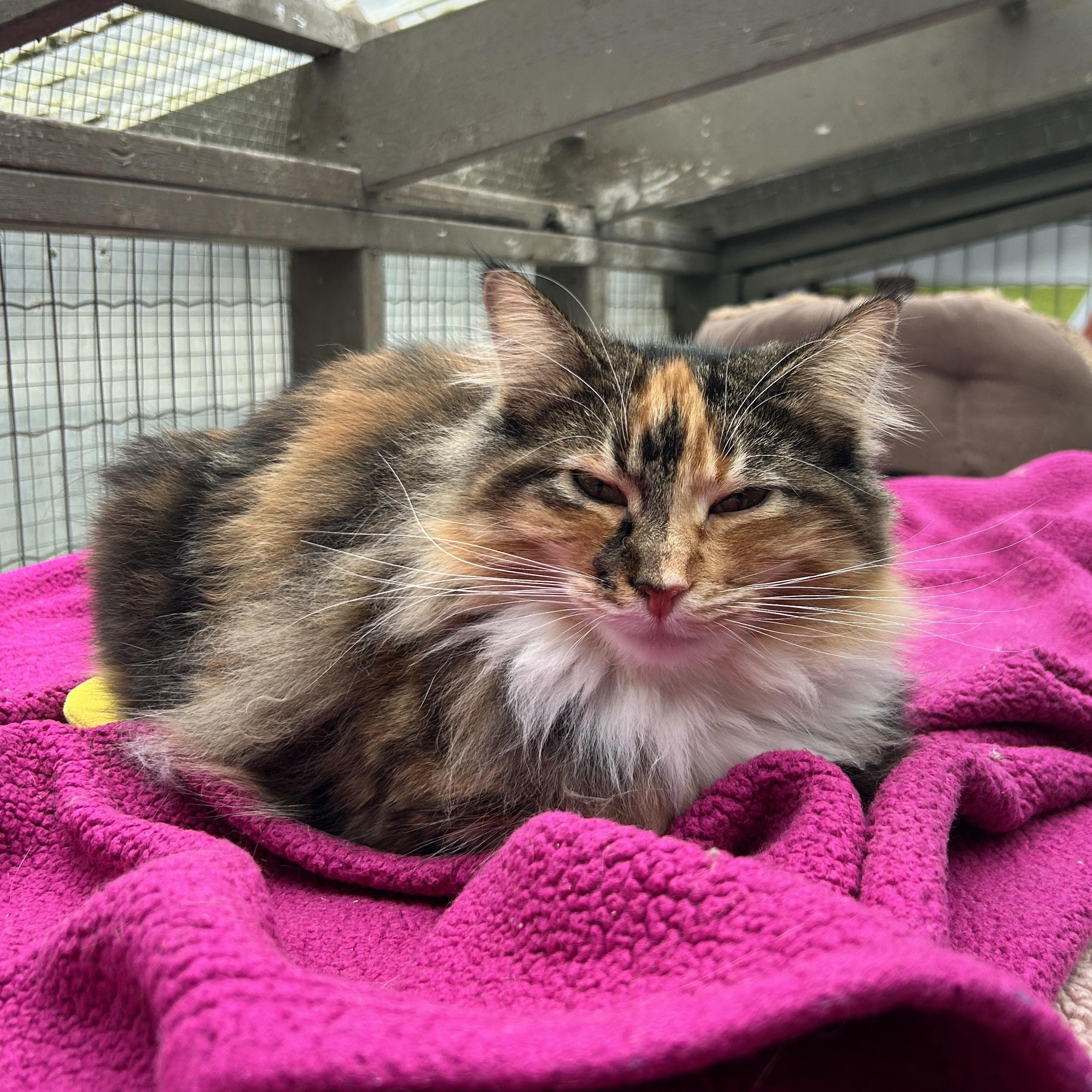 Punky Betty (Bonded with Lil Sebastian), a ADOPTABLE Torbie in Maple Ridge, BC image 3/6