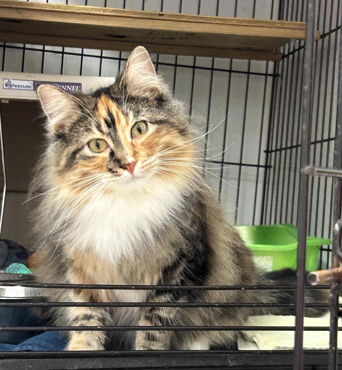 Punky Betty (Bonded with Lil Sebastian), a ADOPTABLE Torbie in Maple Ridge, BC image 1/6