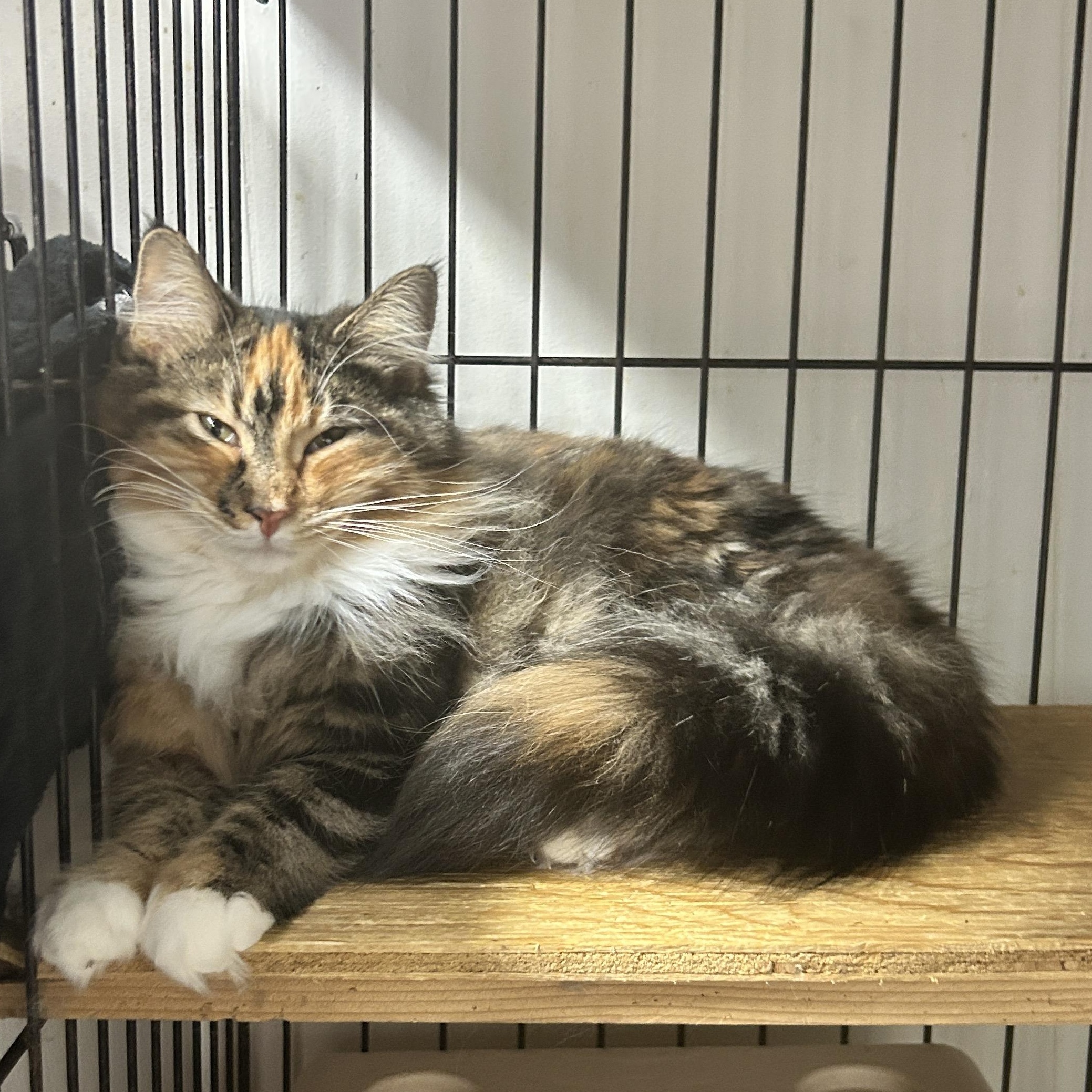 Punky Betty (Bonded with Lil Sebastian), a ADOPTABLE Torbie in Maple Ridge, BC image 5/6