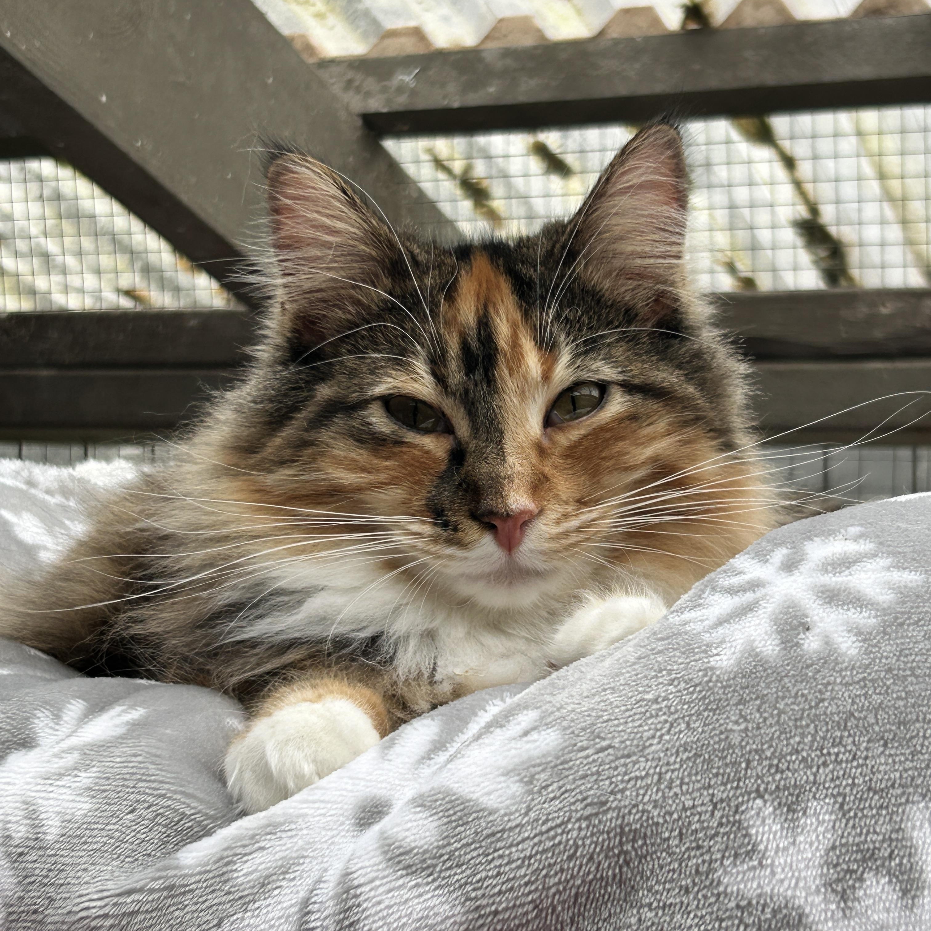 Punky Betty (Bonded with Lil Sebastian), a ADOPTABLE Torbie in Maple Ridge, BC image 2/6