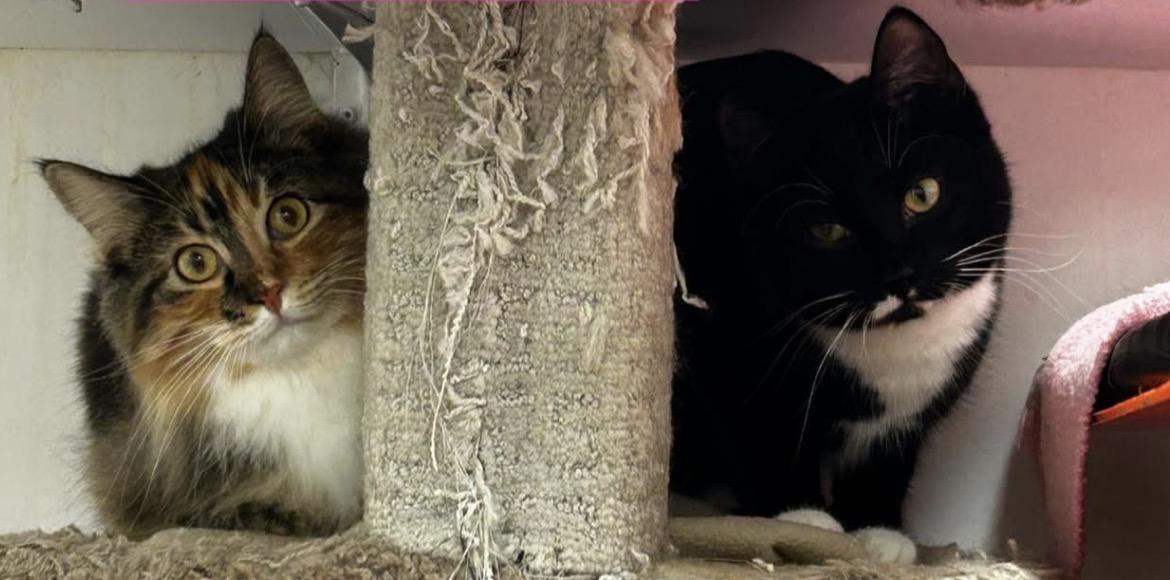 Punky Betty (Bonded with Lil Sebastian), a ADOPTABLE Torbie in Maple Ridge, BC image 6/6