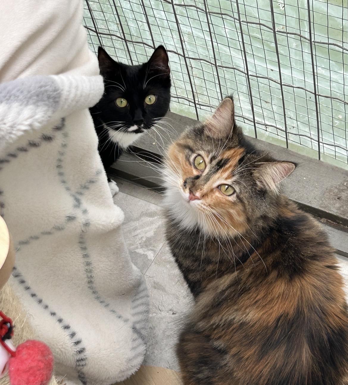 Punky Betty (Bonded with Lil Sebastian), a ADOPTABLE Torbie in Maple Ridge, BC image 4/6