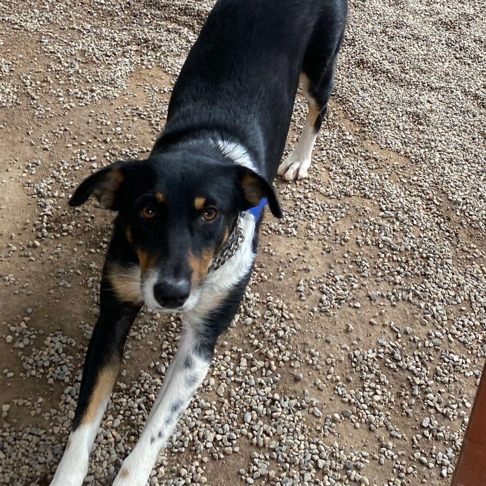 Yoli