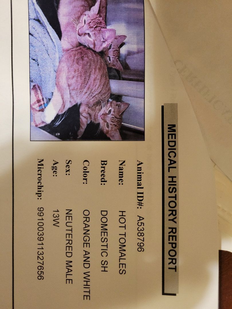 Hot Tamales 2, Adopted, Kitten Male Tabby.