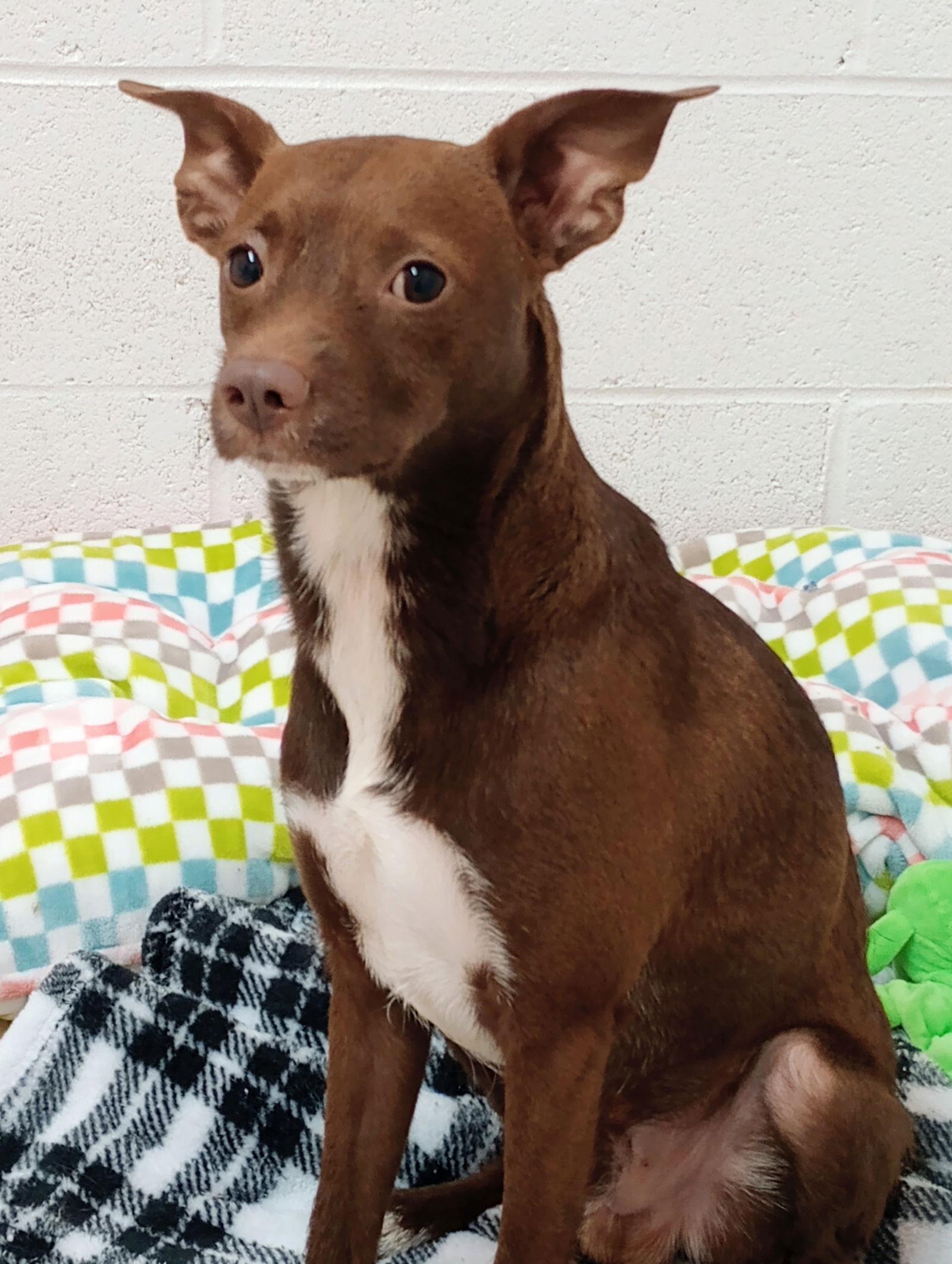 Biggie, a Adoptable Chihuahua in York, SC image 1/3