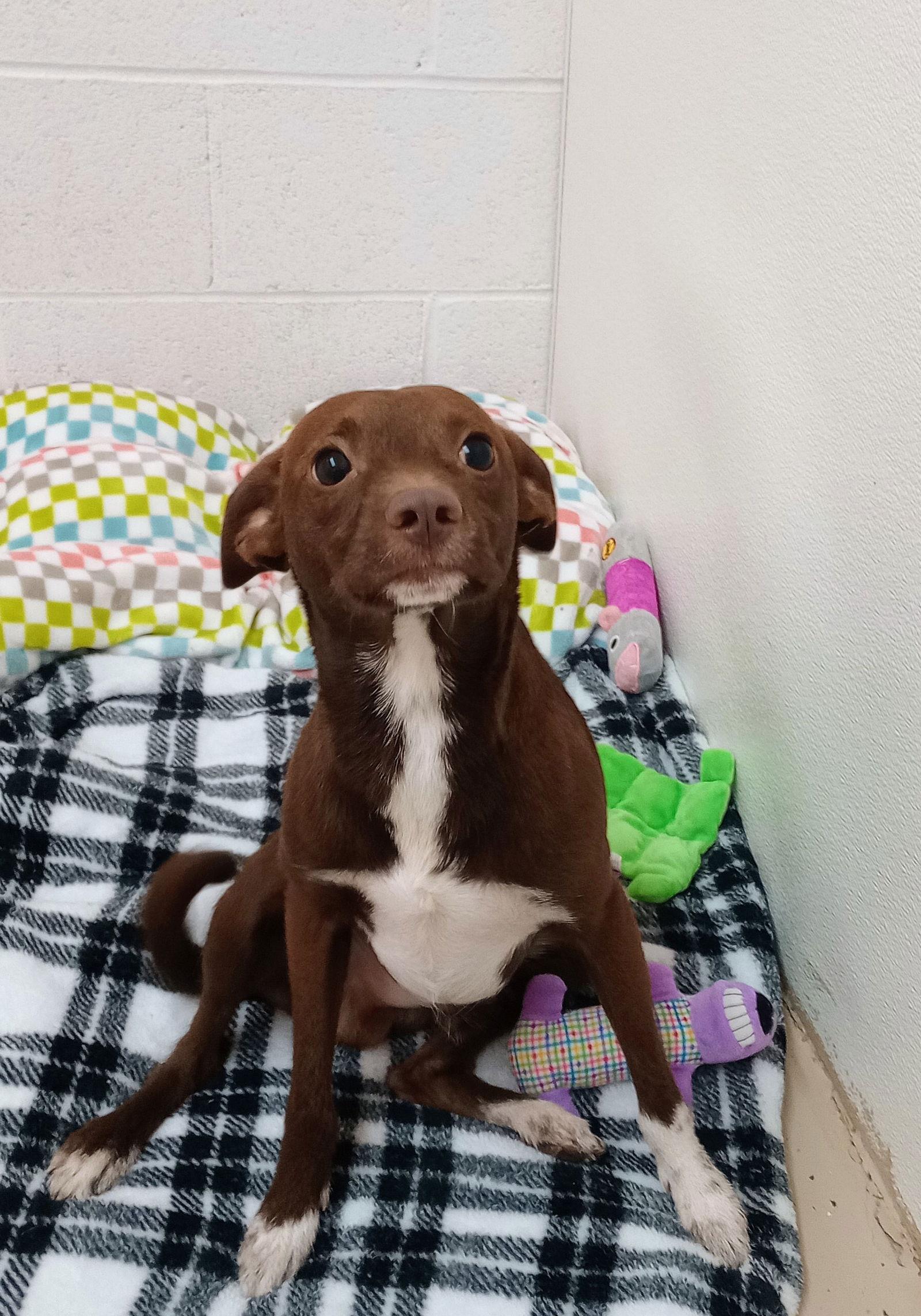 Biggie, a Adoptable Chihuahua in York, SC image 3/3