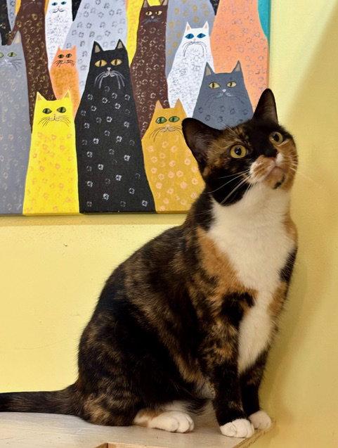 Hope, Adoptable, Adult Female Calico.