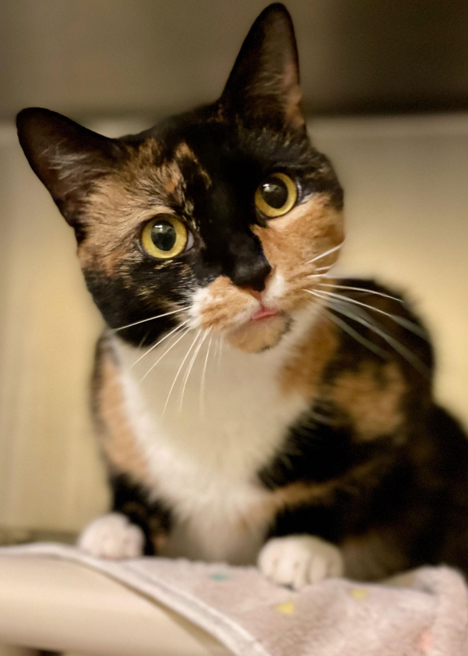 Hope, a Adoptable Calico in Flint Hill, VA image 1/3